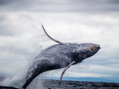 Springender Wal - Ecuador Highlights