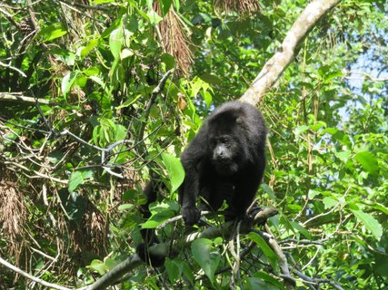 Brüllaffe im Belize Zoo