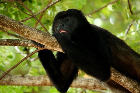 costa rica shuttle - Brüllaffe auf einem Ast