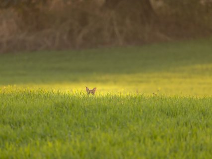 Falbkatze im Reisfeld