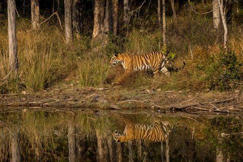 Nordindien Rundreise - Ein Tiger auf dem Weg zur Wasserstelle