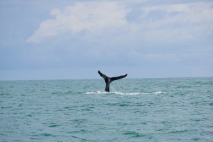 Eine Walflosse ragt aus dem Meer