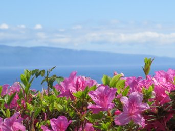 Pink blühende Azaleen in Nahaufnahme