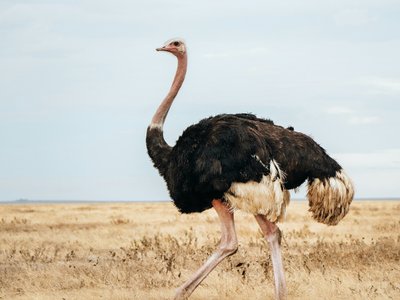Tiere in Namibia: Strauß läuft aufrecht