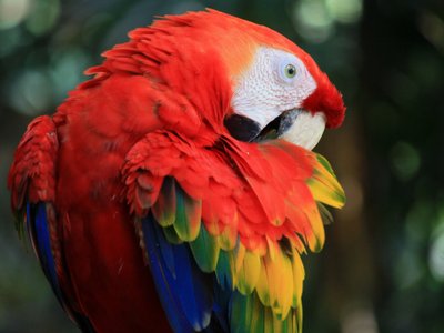 Exotische Vögel