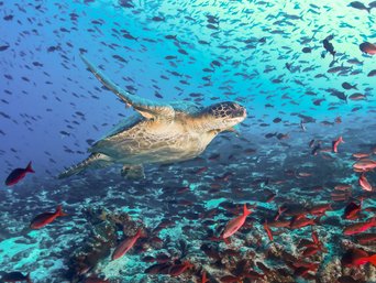 Meeresschildkröte und sehr viele Fische in den Gewässern vor Galapagos