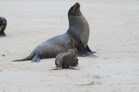 Ecuador & galapagos reise - Seelöwe mit Baby