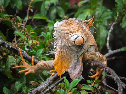 fotoreise costa rica - leguan