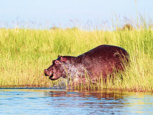 Botswana Moremi