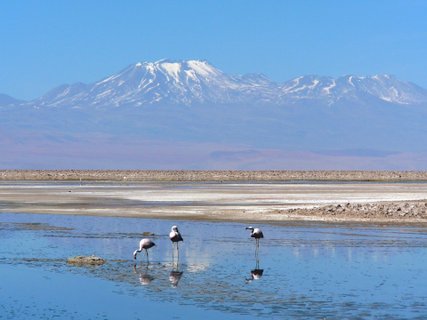 Chile Gruppenreise - Laguna mit Flamingos und Bergen im Hintergrund