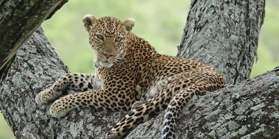 Leopard in einem Baum in Tansania