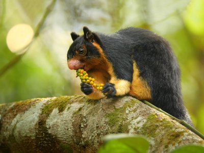 Tiere in Sri Lanka: Riesenhörnchen auf einem Ast