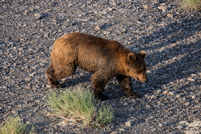 Gobi Bär Mongolei Mazaalei