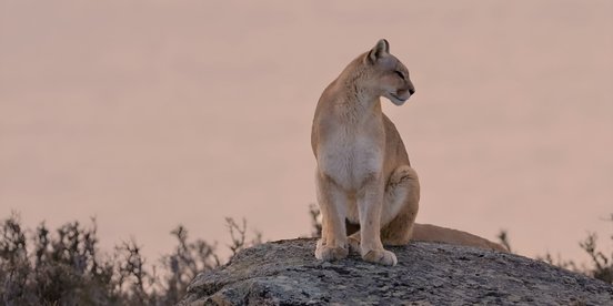 The Puma (genus) from Patagonia