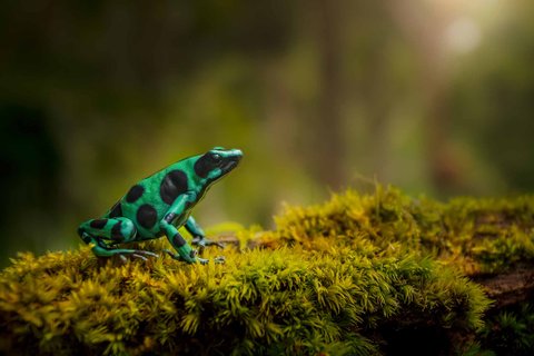 fotoreise costa rica - Frosch