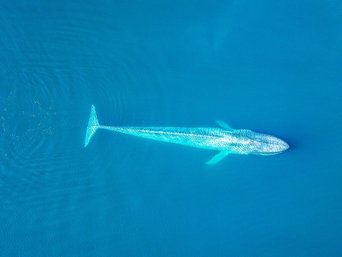 Türkisblau schimmernder Blauwal von oben
