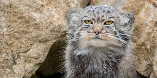 Pallas Katze zwischen Felsen