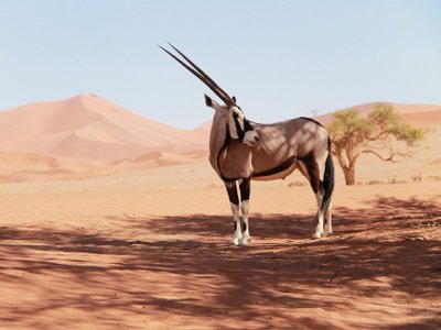 Oryx-Antilope in der Wüste in Namibia