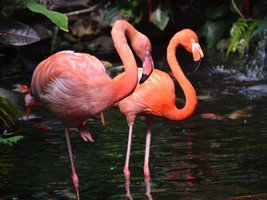 Zwei Flamingos in einem kleinen Fluss