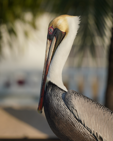 Braunpelikan auf Belize - South Water Caye