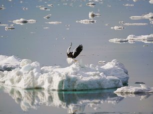 Riesenseeadler landet auf einer Eisscholle