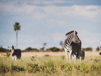 Zebras in Steppe - Botswana Highlights