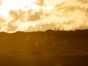 Guanacoshiluetten im Gegenlicht