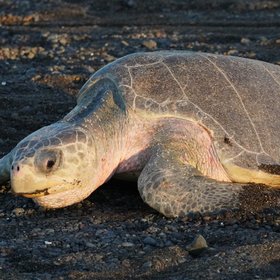 Oliv-Bastardschildkröte am Strand bei der Eiablage