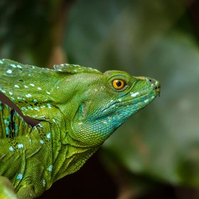 Jesus Christ Lizard Nahaufnahme