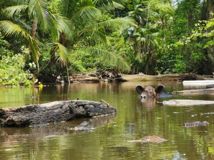 Drake Bay - Tapir im Wasser