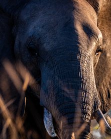 Elefant im Sonnenuntergang