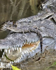 Amerikanisches Krokodil mit Nachwuchs auf dem Kopf