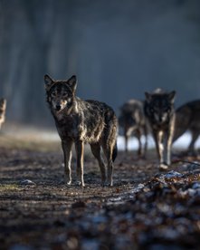 Ein Rudel Wölfe auf einem Waldweg