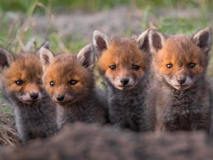 Fünf Fuchswelpen in einer Reihe