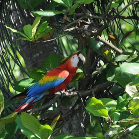 Hellroter Ara in einem Baum in Costa Rica