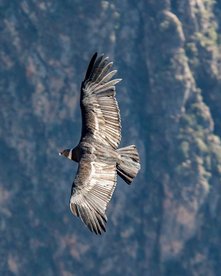 Condor im Flug