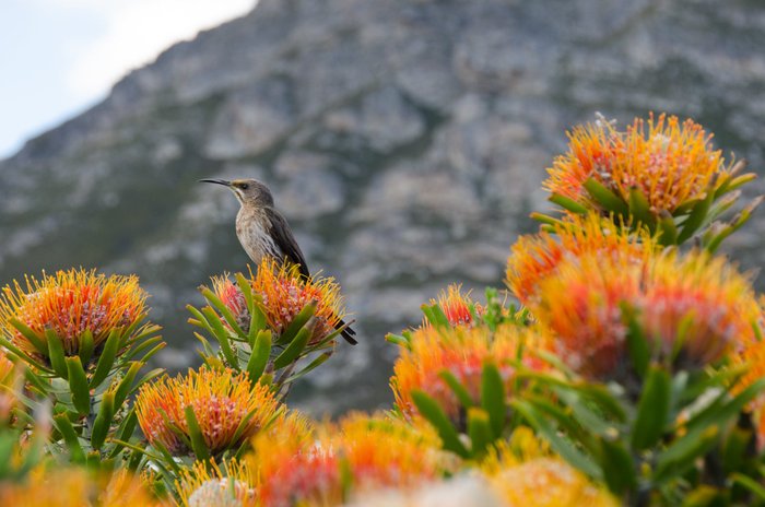 Vogel auf Orangenblüte - Südafrika beste reisezeit