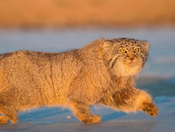 Pallaskatze läuft im Schnee - Mongolei