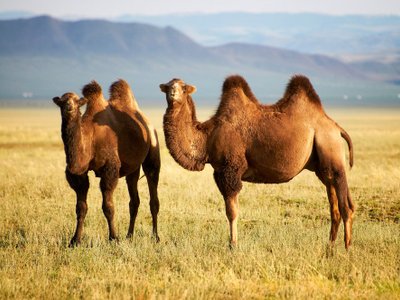 wildkamel in der mongolei