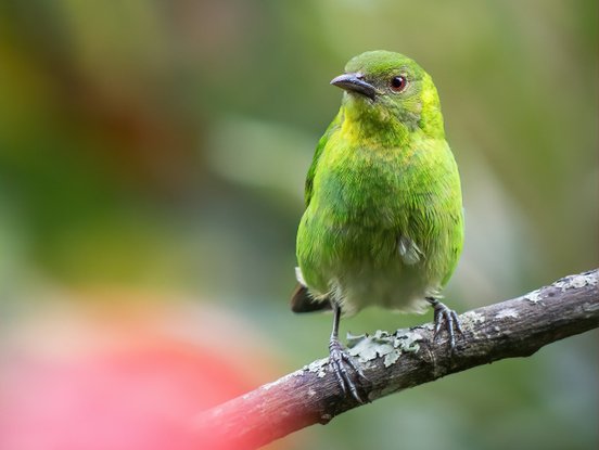 Grüner Vogel auf einem Ast