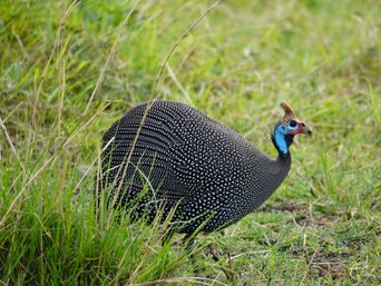 Perluhuhn im grünen Gras
