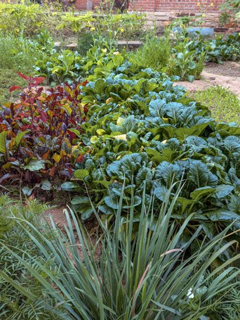 Gemüsegarten