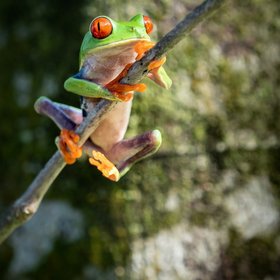 Rotaugenlaubfrosch an einem Ast in Costa Rica