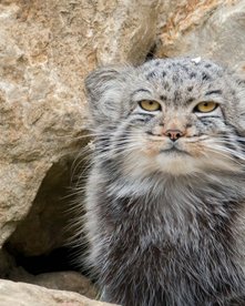 Pallas Katze zwischen Felsen