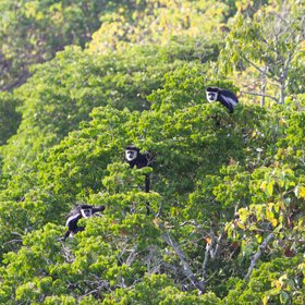 Affen sitzen in der Krone eines Baumes im Regenwald Ugandas.