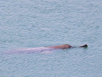Ein Gangesdelfin