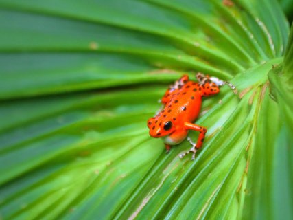 bocas del toro - Red Frog Frosch