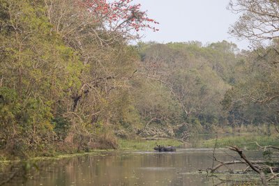 Ein Panzernashorn badet in einem See im Chitwan Nationalpark
