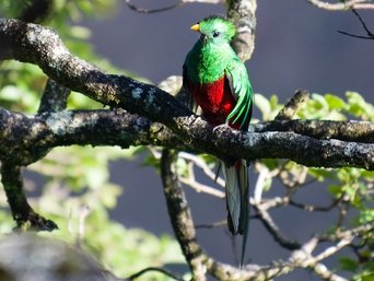 Quetzal im Baum