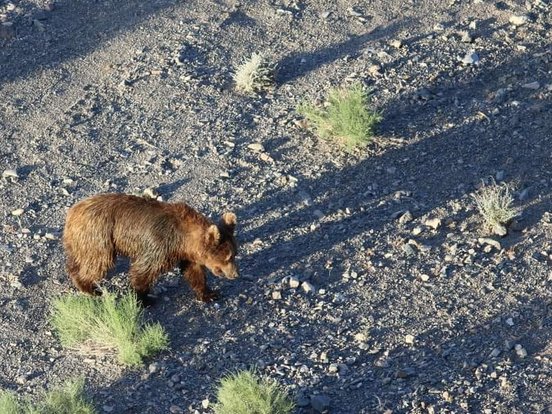 Gobi Bär in der Gobi Wüste aus der Vogelperspektive
